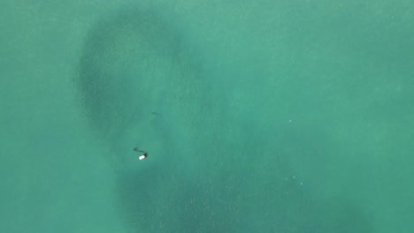 Weitwinkelaufnahmen-Zeigen-Die-Jagd-Auf-Graue-Riffhaie-In-Einem-Großen-Meeräschenschwarm