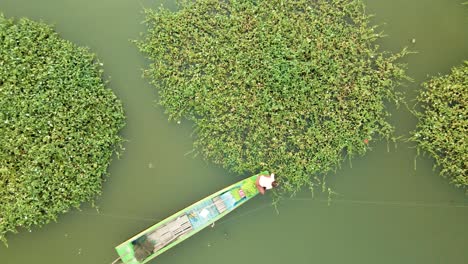 Person-Im-Boot,-Die-Grüne-Prunkwinde-Aus-Geometrischen-Kreisförmigen-Pflanzen-Auf-Einem-See-In-Südostasien-Erntet
