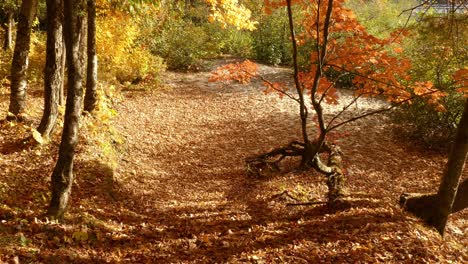 Pan-left-to-right-of-autumn-scene-in-woodland-with-sun-and-shadows