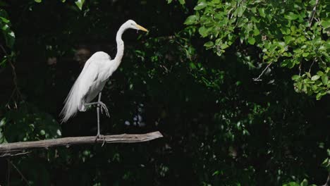 An-adult-western-great-egret,-ardea-alba-egretta-perched-stationary-and-posing-with-one-foot-on-a-wooden-stick-against-dark-foliage-background-with-tree-swaying-slowly-in-the-wind