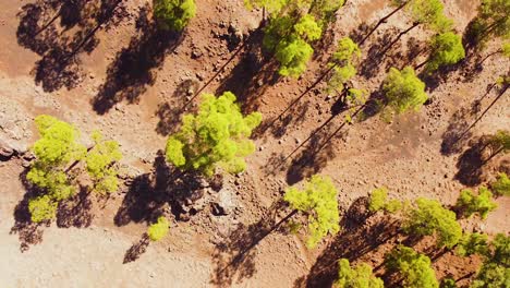 Pine-tree-forest-and-deserted-soil-of-Tenerife-island,-top-down-aerial-view
