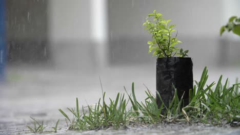Regen-Fällt-Auf-Ein-Kleines-Stück-Gras-Und-Pflanzen-In-Einer-Städtischen-Umgebung-–-Zeitlupe