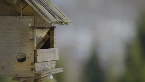 Closeup-of-a-birdhouse-with-colorful-birds-flying-in-and-out-searching-and-eating-food-at-winter-time-in-nature-captured-in-4k-in-slow-motion-at-120fps