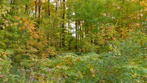 Helles-Herbstlaub-Auf-Bäumen-Im-Naturschutzgebiet