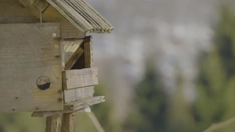 Closeup-of-a-birdhouse-with-colorful-birds-flying-in-and-out-searching-and-eating-food-at-winter-time-in-nature-captured-in-slow-motion-at-240fps