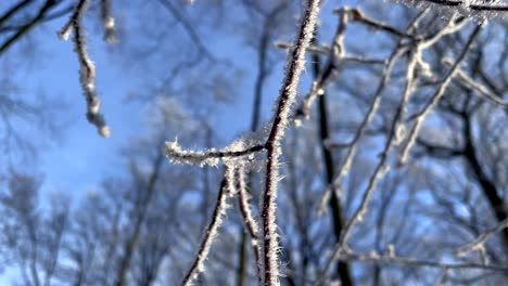 Macro-close-up-of-frozen-iced-branches-of-tree-against-blue-sky-during-sunny-day-in-winter