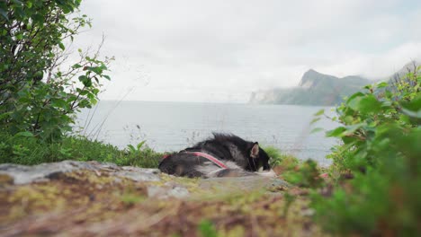 Dog-sleeping-on-the-ground-on-an-Island