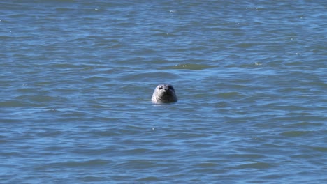 A-monk-seal-catches-its-breath-in-the-waters-off-the-coast-of-Oregon