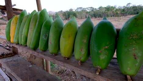 Eine-Reihe-Frisch-Gepflückter,-Köstlicher-Grüner-Papayafrüchte-An-Einem-Ländlichen-Marktstand-In-Südostasien