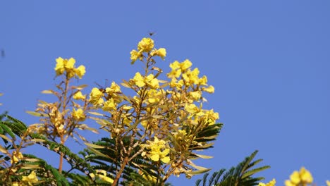 Kleine-Bienen-Fliegen-Um-Wunderschöne-Blühende-Gelbe-Poinciana,-Peltophorum-Dubium,-Saugen-Nektar-Aus-Den-Blüten-Auf-Und-Führen-Den-Bestäubungsprozess-Durch