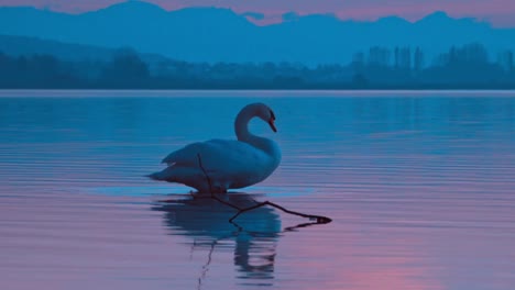 Isolated-mute-swan-trumpeting-while-making-noises-and-moving-its-wings-at-a-blue-lake-scene,-Cygnus-olor-specie