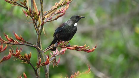 Tui-bird-feeding-on-nectar-on-a-flax-bush-in-New-Zealand