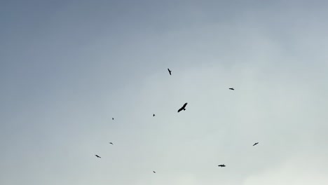 Silhouette-Von-Vögeln,-Die-Gegen-Den-Klaren-Himmel-Kreisen