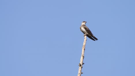 Tilt-up-shot-of-a-wild-brown-chested-martin,-progne-tapera-perching-on-the-tip-of-a-dead-tree-stick-and-fly-away-against-beautiful-blue-sky-on-a-sunny-day,-pantanal-conservation-area,-brazil