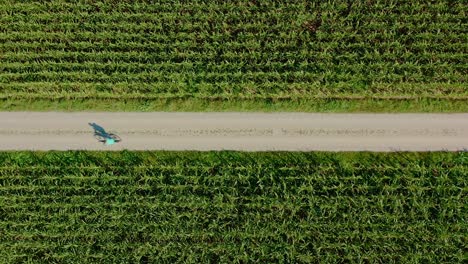 A-cyclist-is-riding-by-bike-through-fields-of-corn,-filmed-straight-from-above-by-a-drone-at-a-warm-day-in-summer