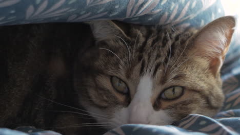 Lazy-Cat-Lying-On-The-Bed-Under-Blanket-On-A-Cold-Day-In-Winter