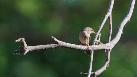 Small-and-squat-bird,-little-songbird-house-wren,-troglodytes-aedon-chirping-in-the-nature,-perching-on-hanging-tree-branch-and-fly-away,-wildlife-scene-at-pantanal-natural-reserves,-brazil