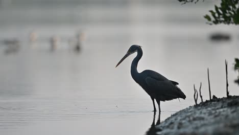 Western-Reef-Heron-hunting-fish-in-the-shallow-backwaters-of-the-marsh-land-in-Bahrain