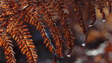 Dead-bracken-fronds-with-water-droplets-in-winter