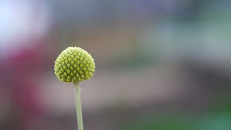 Close-Up-Of-Billy-Button-Floret-Flower-With-Shallow-Depth-Of-Field