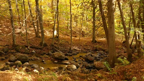 Panoramic-shot-Autumn-landscape-water-stream-flowing-in-woods,-Fall-colors-Scenery