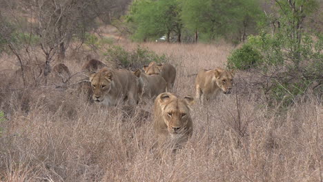Lionesses-approach-camera-in-tall-grass,-safari-vehicle-in-background