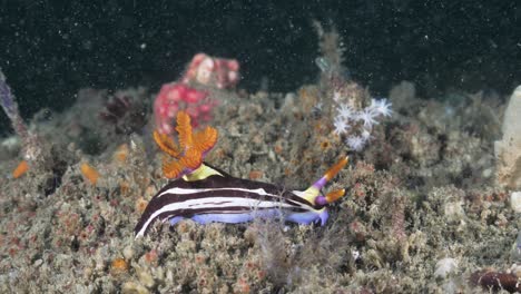 Leuchtend-Gefärbtes-Meerestier-Nembrotha,-Das-Sich-Entlang-Eines-Korallenriffs-Bewegt