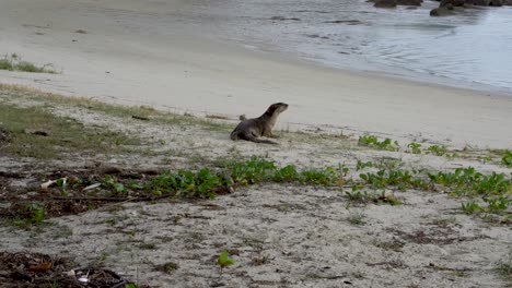 Wild-otter-resting-on-Changi-beach-sand