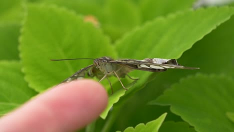 Slow-motion-close-up-of-person-touching-butterfly-with-finger-during-daytime---Resting-on-green-leaf-and-flying-away---macro