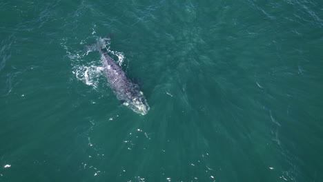 Right-Whale-calf-swimming-alone,-brindled-coloration,-drone-overhead