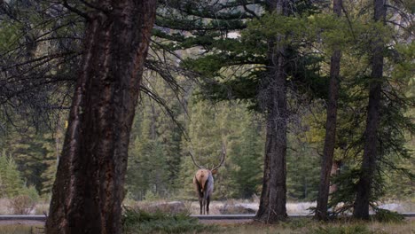 Elk-Bull-walking-away-across-road