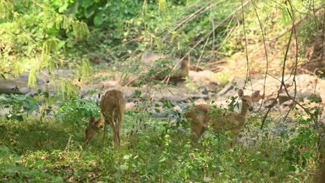 Two-female-Eld's-Deer-or-Panolia-eldii-grazing-covered-with-some-plants-by-the-river-in-Huai-Kha-Kaeng-Wildlife-Sanctuary,-Thailand