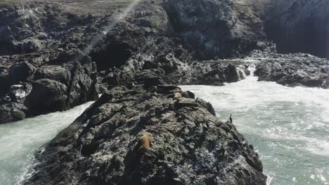 Aerial-drone-footage-of-seals-laying-on-ocean-rocks,-surrounded-by-crashing-waves-in-the-Pacific-ocean,-Oregon