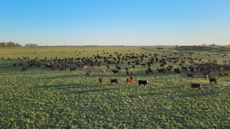 Free-range-Aberdeen-Angus-cattle-farm,-lots-of-cows-walking-on-open-green-field