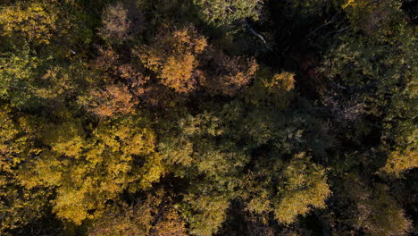Lebendige-Herbstfarben-Des-Baumkronenlaubs-Im-Alpenwald