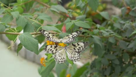 Nahaufnahme-Eines-Südostasiatischen-Idee-Leukonoe-Schmetterlings,-Der-Um-Blühende-Blumen-Fliegt-Und-Nektar-Sammelt---Reispapier-Schmetterling-In-Bewegung