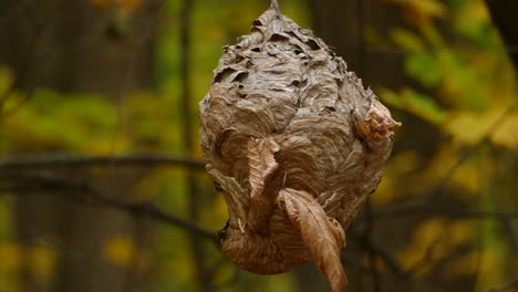 A-paper-wasp-nest-hanging-in-a-Canadian-maple-tree-forest