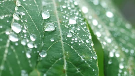 Regentropfen-Auf-Grünen-Blättern-Am-Morgen