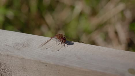 Tiny-Dragonfly-Sitting-Still-on-a-Plank-and-Moving-its-Head-and-Arms,-Handheld-Wide-Shot