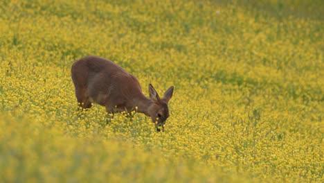 Roe-Deer-in-a-Field-of-Buttercups