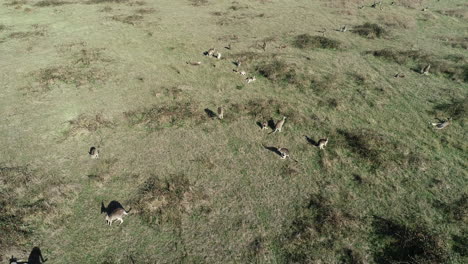 Aerial-perspective-of-kangaroos-bouncing-toward-camera-in-open-grass-lands