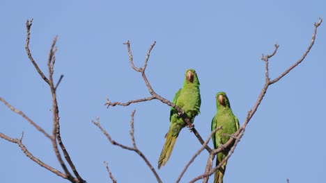 Close-up-static-shot-of-a-synchronized-pair-of-green-white-eyed-parakeet