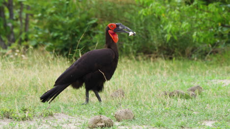 Southern-Ground-Hornbill-With-Food-On-Its-Beak-Walking-At-Moremi-Game-Reserve-In-Botswana