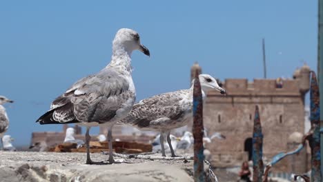 seagulls-of-Essaouira,-Morocco-and-behind-them-the-Kasbah-of-Essaouira-Marina-where-the-show-Game-of-thrones-and-the-film-Othello-were-filmed