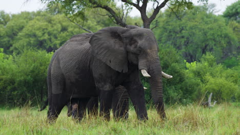 Giant-Elephants-On-Natural-Habitat-In-Moremi-Game-Reserve-In-Botswana