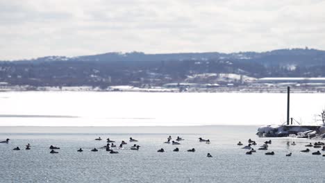 A-large-collection-of-ducks-swim-in-icy-water-with-traffic-in-the-background