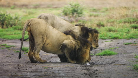 Fixed-full-shot-of-two-adult-lions-drinking-water-from-a-puddle-in-Central-Kalahari-Game-Reserve-in-Botswana-Southern-Africa