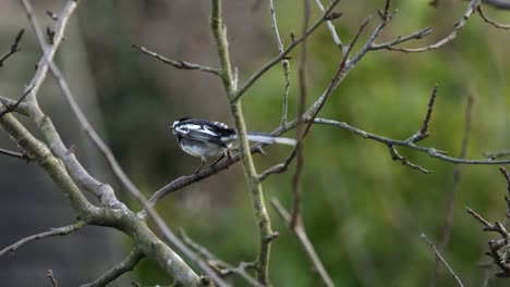 Pied-Wagtail-Bird-Blown-By-Wing-Perched-Tree-Weather