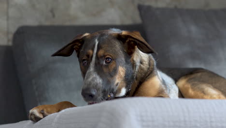 Large-crossbred-dog-lying-on-grey-sofa-and-munching-dog-food,-close-up