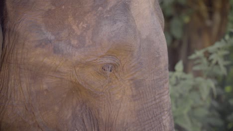 Slow-motion-close-up-shot-of-elephant's-blinking-eye